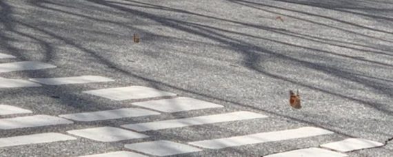 Butterfly Crossing In Newport Beach: Show Us Your Butterfly Pics
