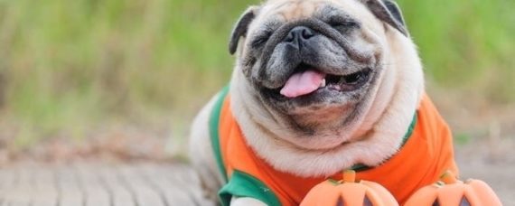Newport Beach Area PetSmart Host Halloween Party For Pets